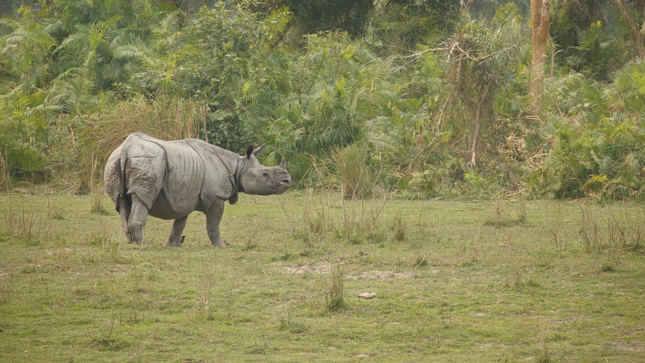 Golden Triangle City Tour: Kathmandu, Pokhara & Chitwan 5-Night Journey